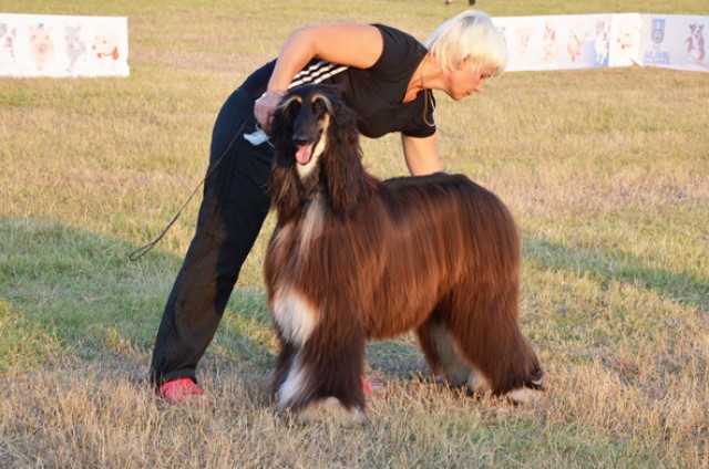 En ünlü köpek ırkları Silivri’deydi