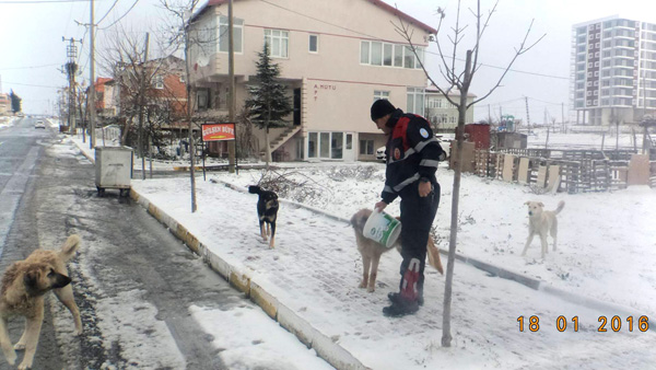 Sokak hayvanlarına mama  yardımı