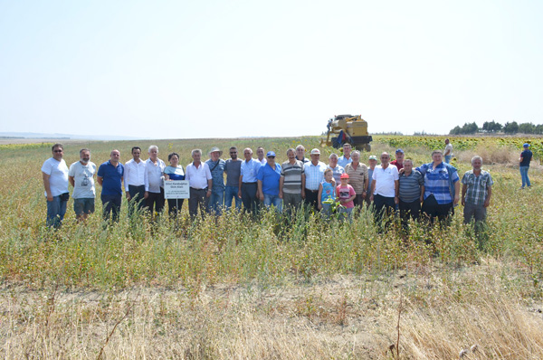 Silivri’de karabuğday hasadı başladı