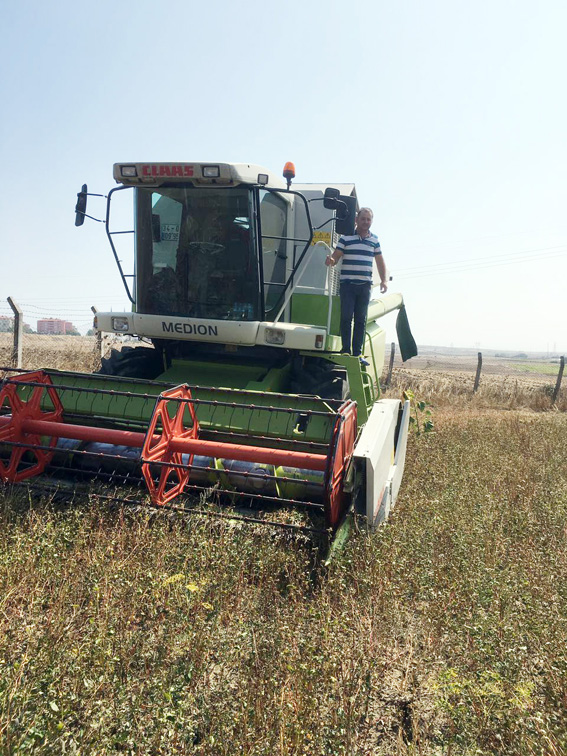 Kurfallı ve Alipaşa'da karabuğday hasadı
