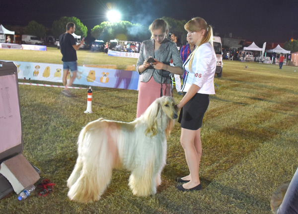 En iyi köpek ırkları Silivri’deydi