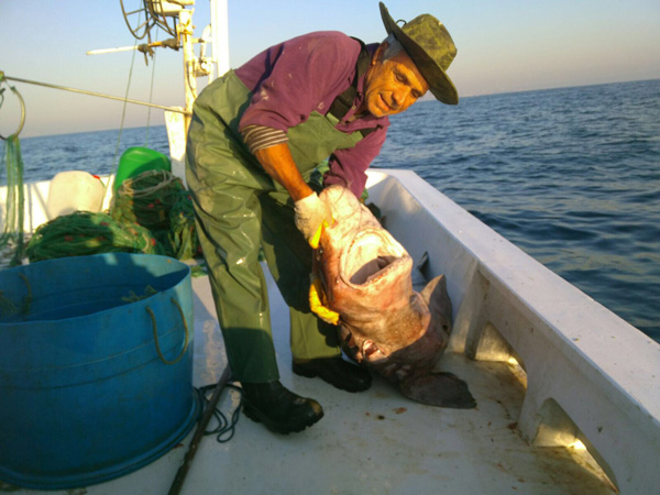 Baba-oğuldan 2,5 metre boyunda dev köpek balığı