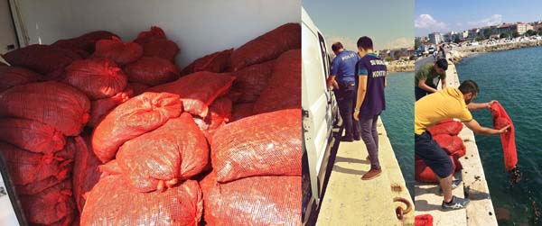 Silivri’de 2900 kg kara kıllı midye ele geçirildi