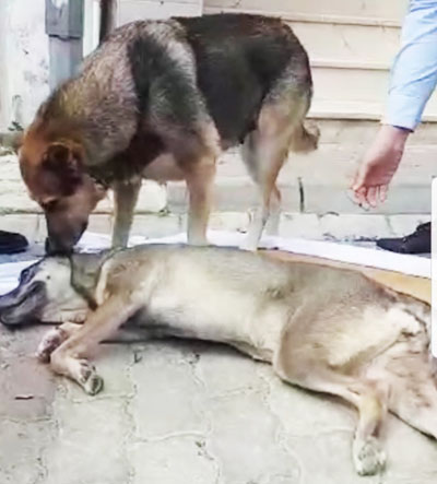 Ezilerek ölüme terk edilen köpek Türkiye'yi ağlattı