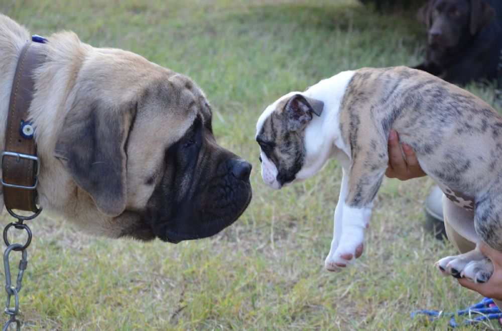 Köpek ırkları Silivri’de yarışacak