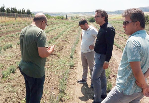 Ertuğrul, Çeltik’teki Lavanta üretimini yakından inceledi