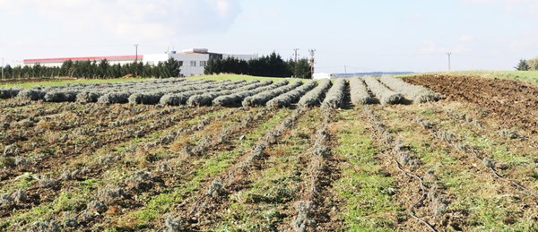 Eşsiz Lavanta Fideleri Fidelavande’de satışta!