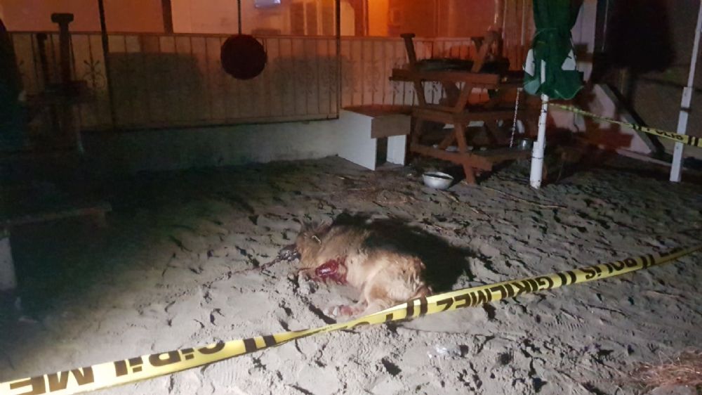 Polis kendisini ısıran köpeği vurdu!
