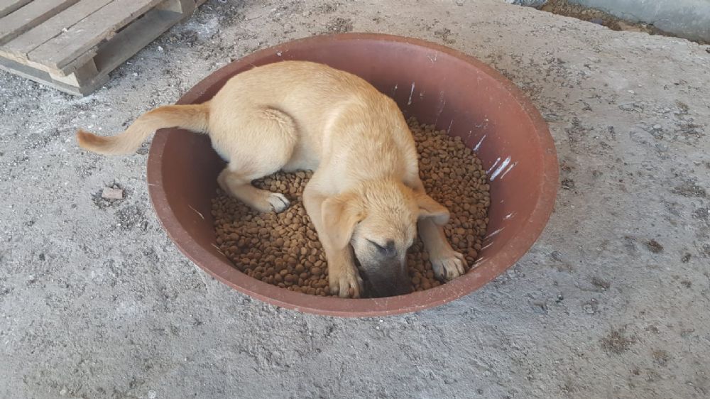 Emniyet Müdüründen, HAYKURDER’e destek