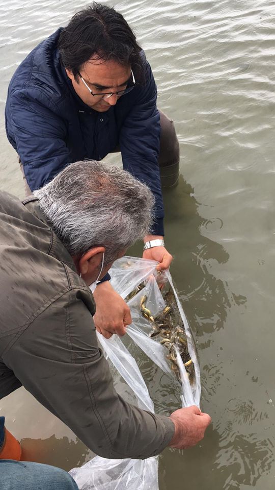 Göletlere 25.000 adet Pullu Sazan bırakıldı