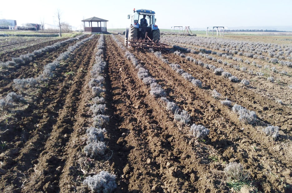 Tarımsal faaliyetler ekim, dikim ve bakımlarla sürüyor