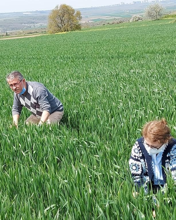 Buğday tarlalarında süne kontrolü başladı
