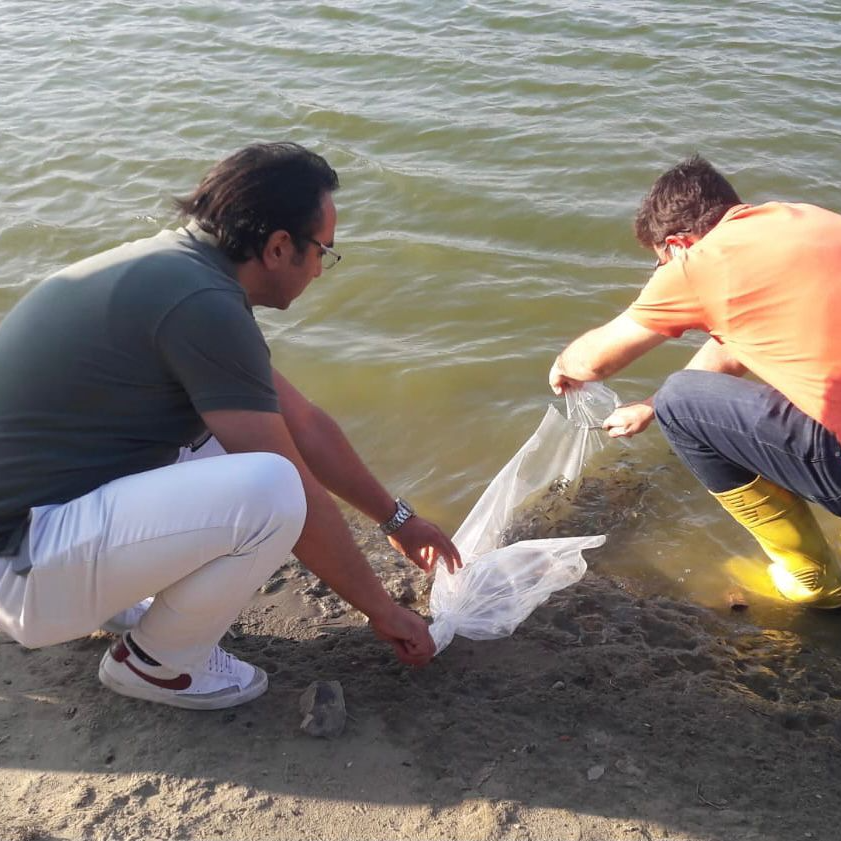 Silivri göletlerine Sazan balığı yavrusu bırakıldı