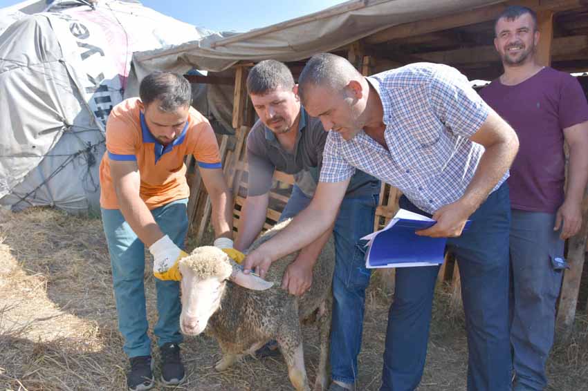Etler ihtiyaç sahiplerine ulaştırılacak