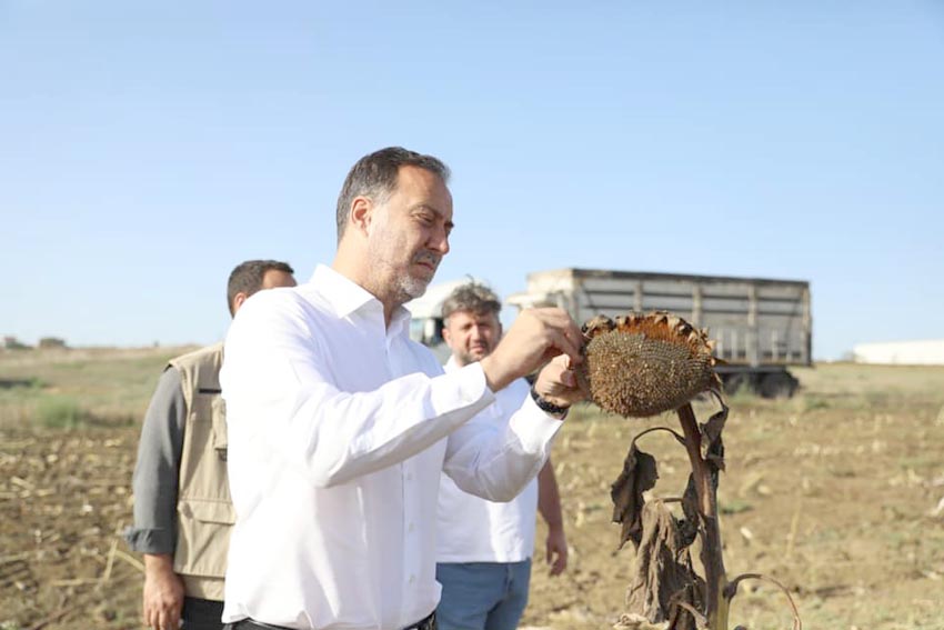 Silivri Belediyesi yerli ve milli Ayçiçek tohumu dağıtıyor