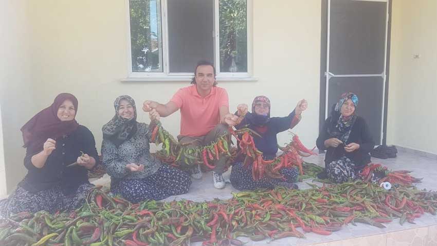 Sayalar Mahallesi’nde biber hasadı