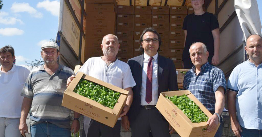 Çiftçilere marul fidesi dağıtıldı