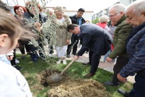 Selimpaşa’da Zeytin ağacı diktiler